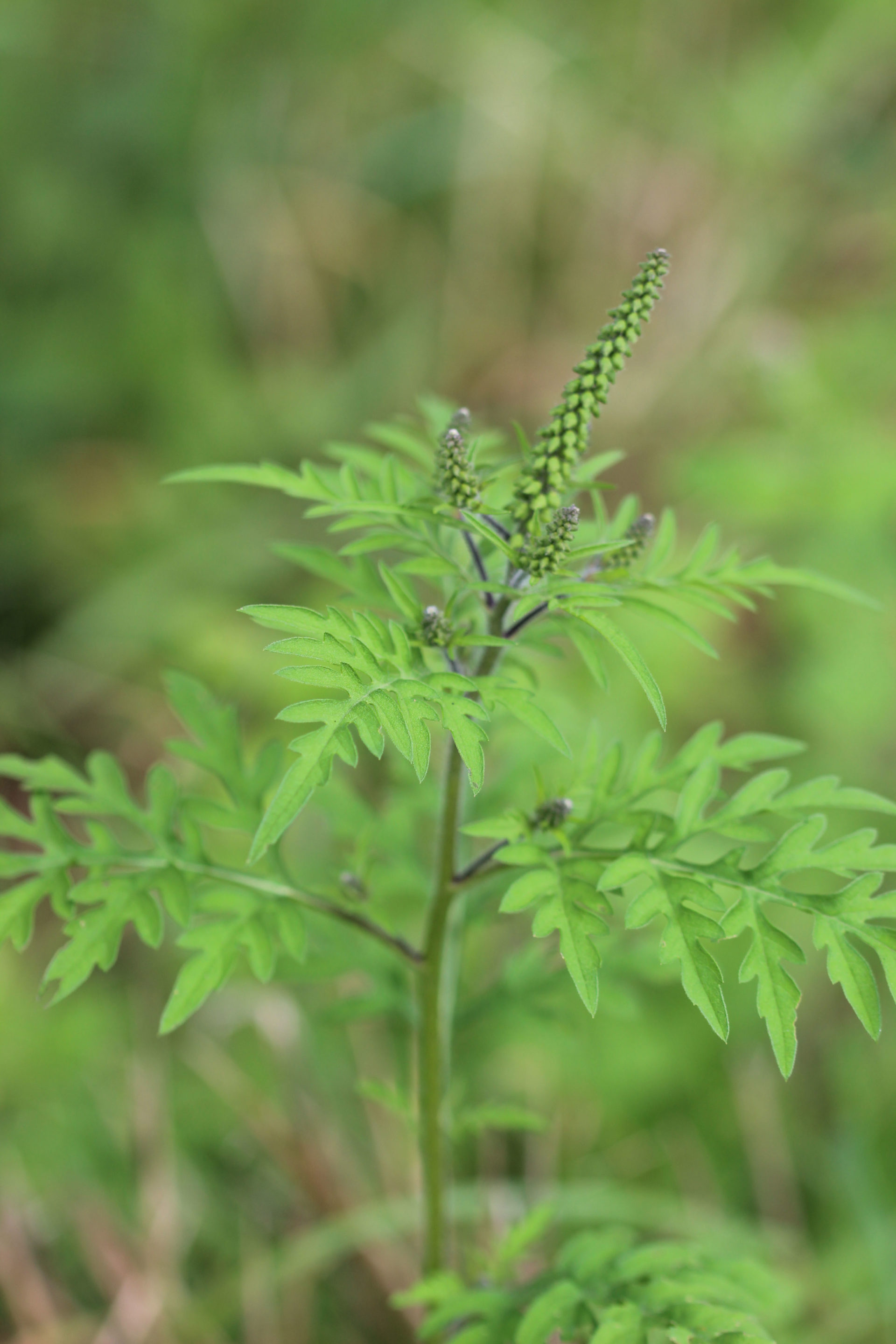 Identifiez les plantes invasives dangereuses