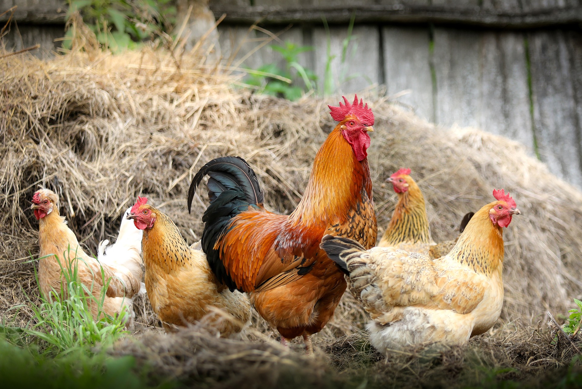 Confinement des poules