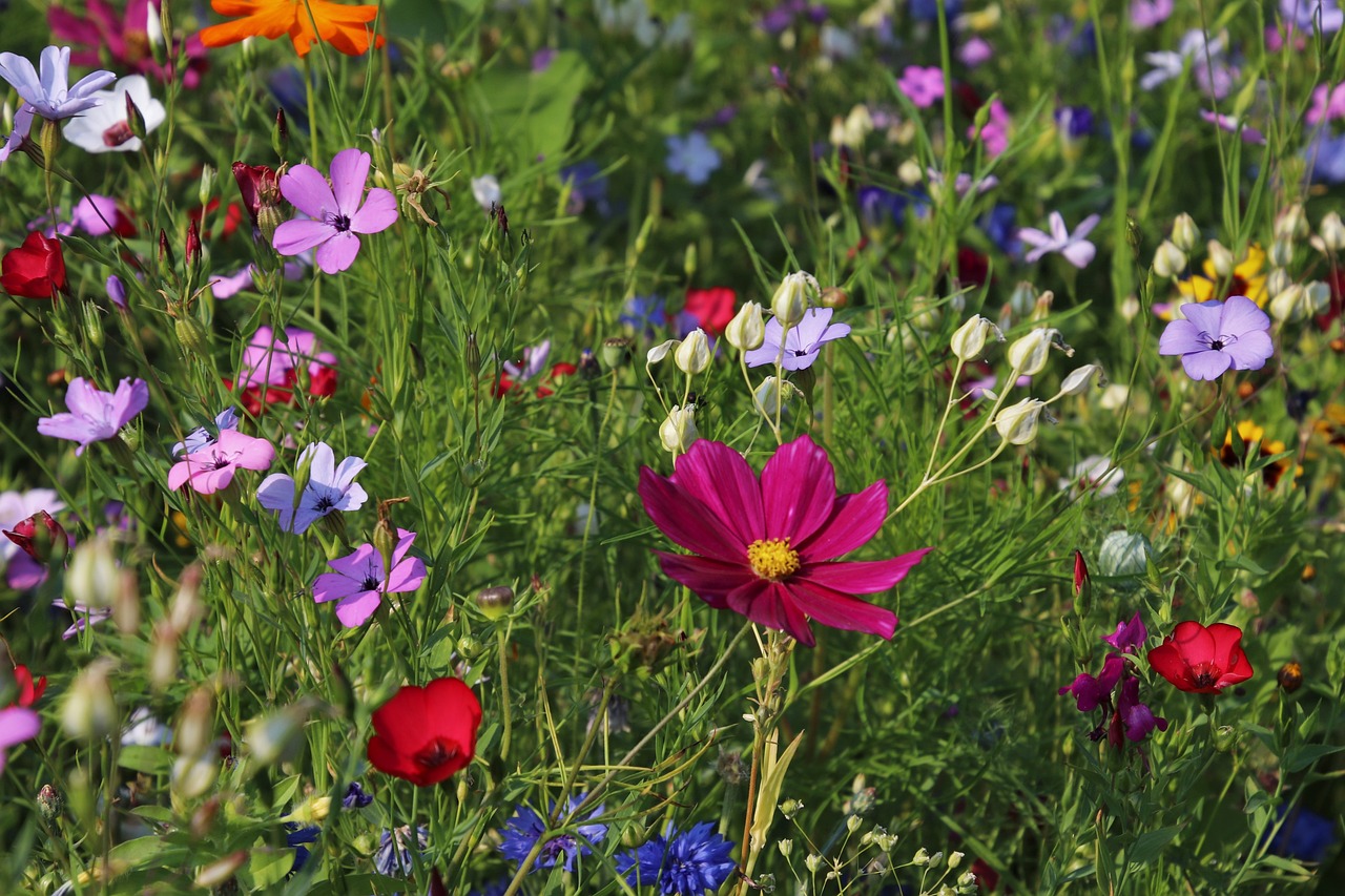 Gros sur des fleurs