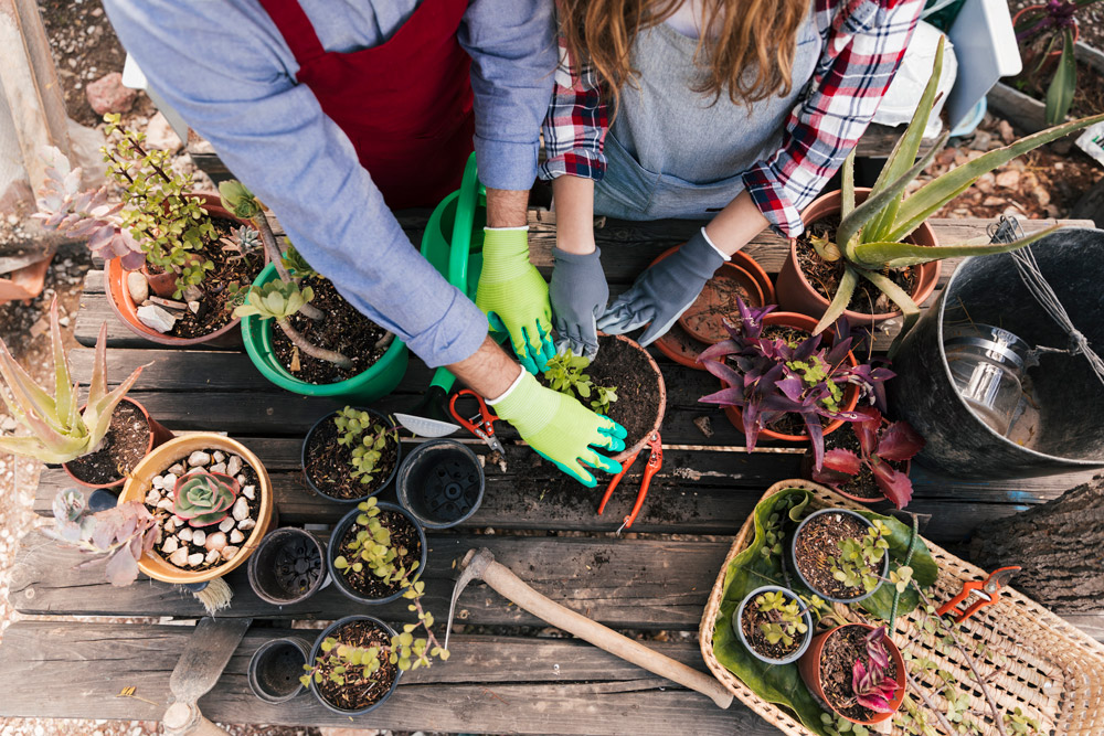 vue aerienne du jardinier masculin et feminin plantant les plantes dans le pot sur la table en bois