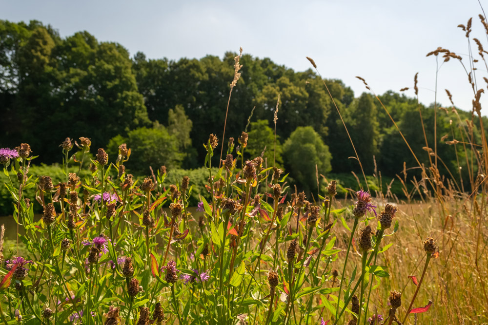 Des fleurs sauvages violettes et sèches en premier plan se détachent sur une prairie ensoleillée bordée d’arbres.