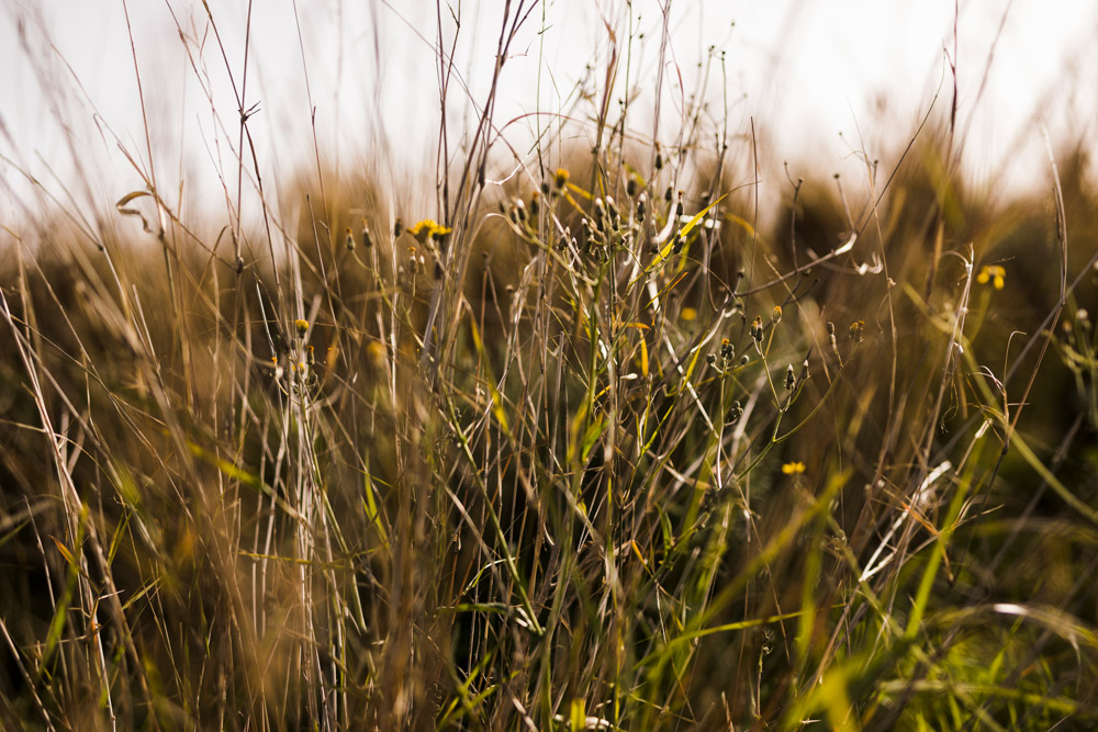 Herbes hautes et tiges sèches en gros plan, avec quelques petites fleurs jaunes dispersées.